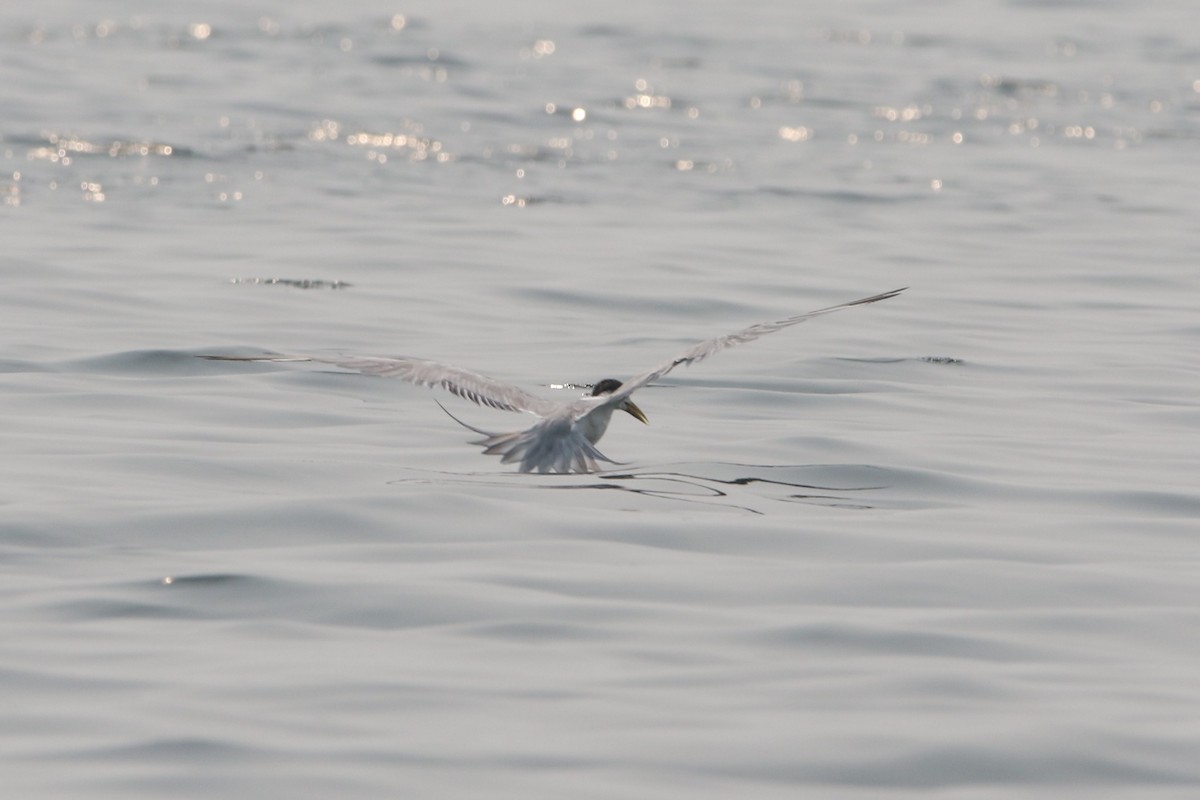 Great Crested Tern - ML178499931