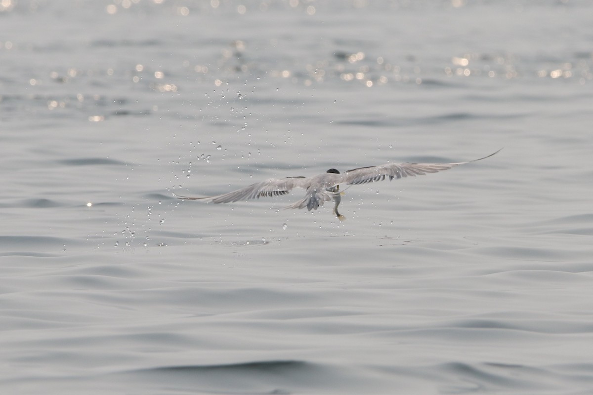 Great Crested Tern - ML178499941
