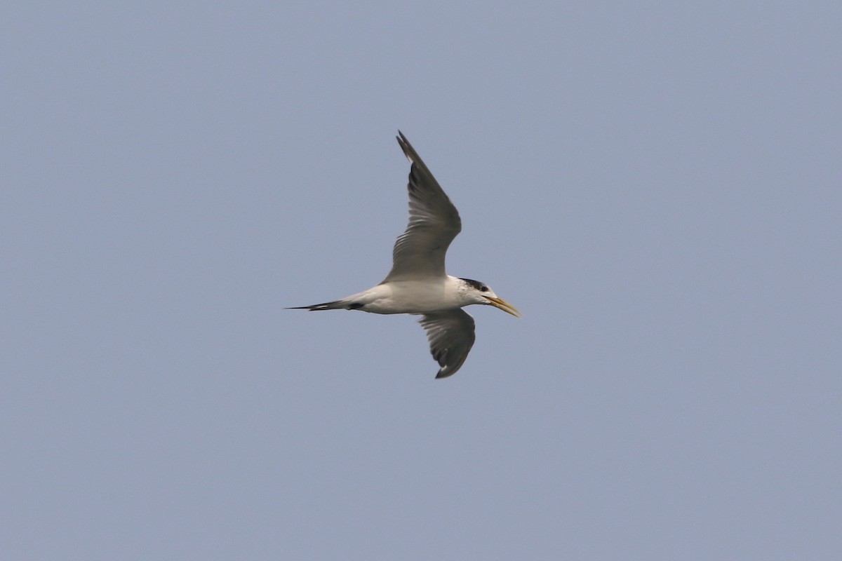 Great Crested Tern - ML178499951