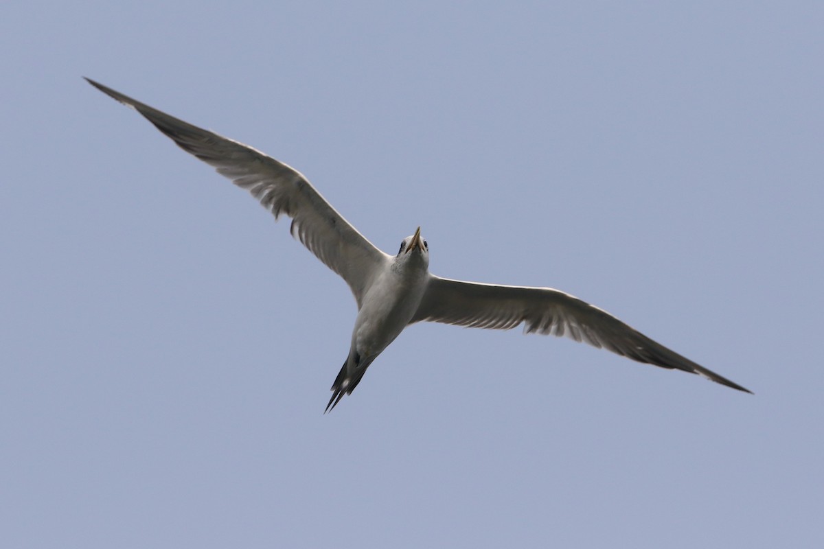 Great Crested Tern - ML178499971