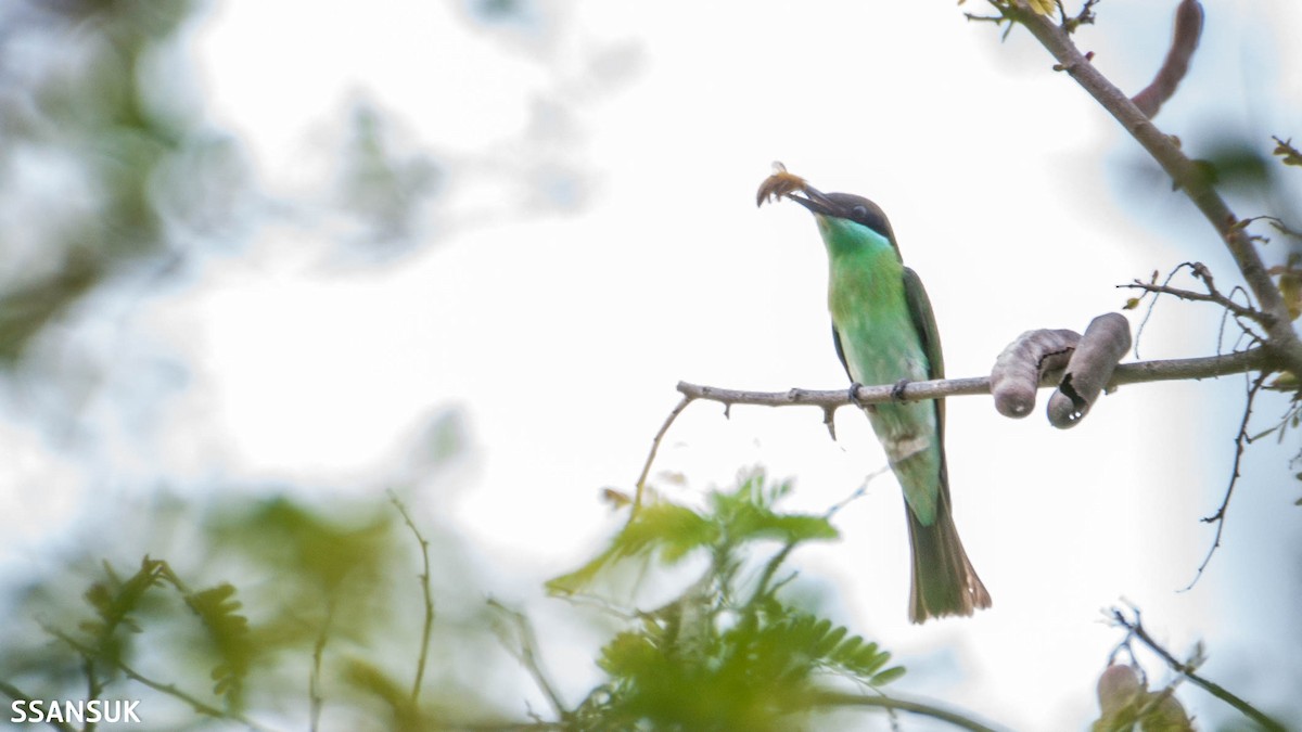 Blue-throated Bee-eater - Sakkarin Sansuk