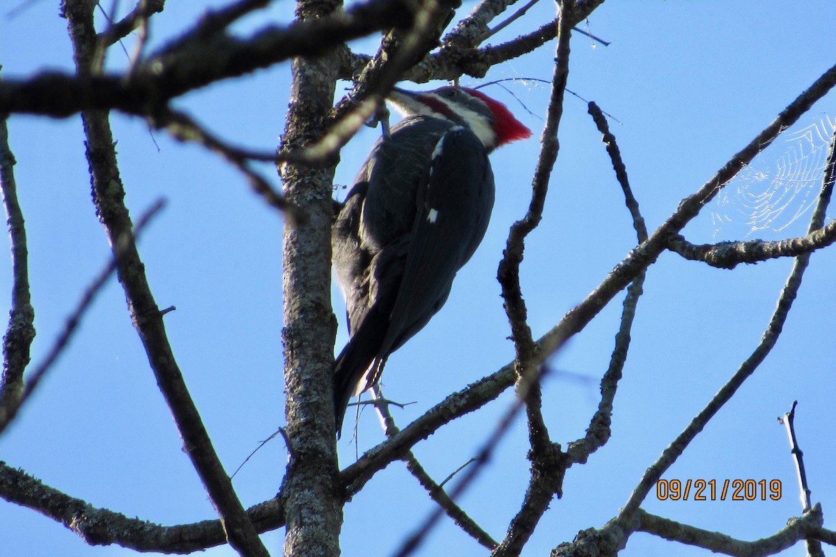 Pileated Woodpecker - ML178504531