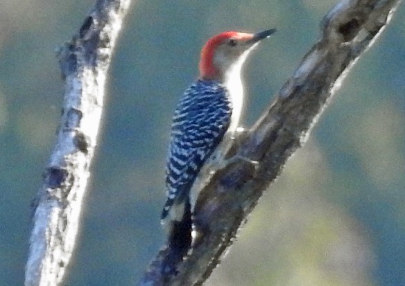 Red-bellied Woodpecker - Renee Lubert