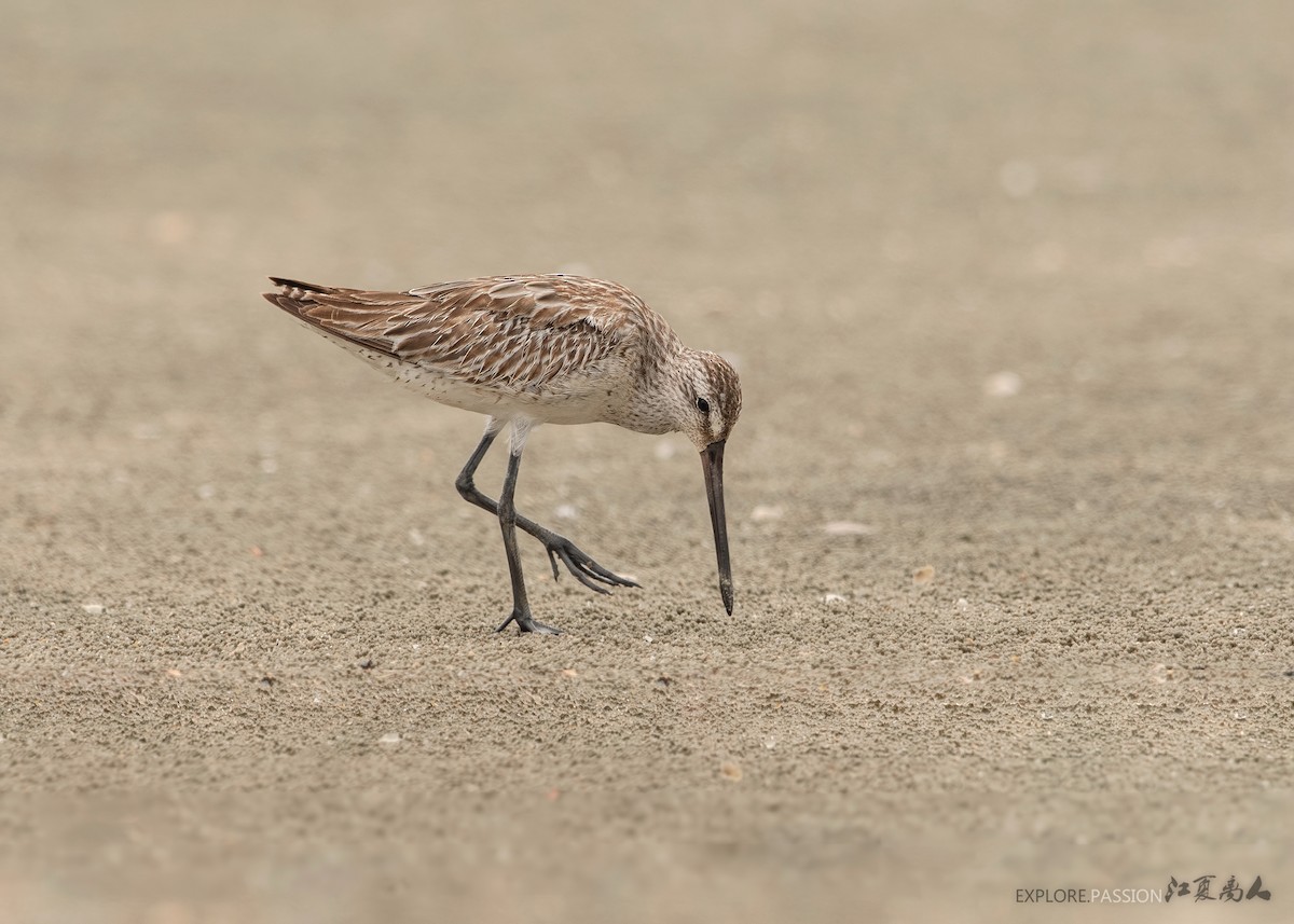 Asian Dowitcher - ML178505411