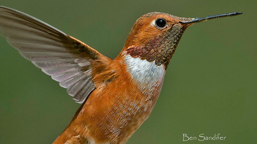 Rufous Hummingbird - Ben Sandifer