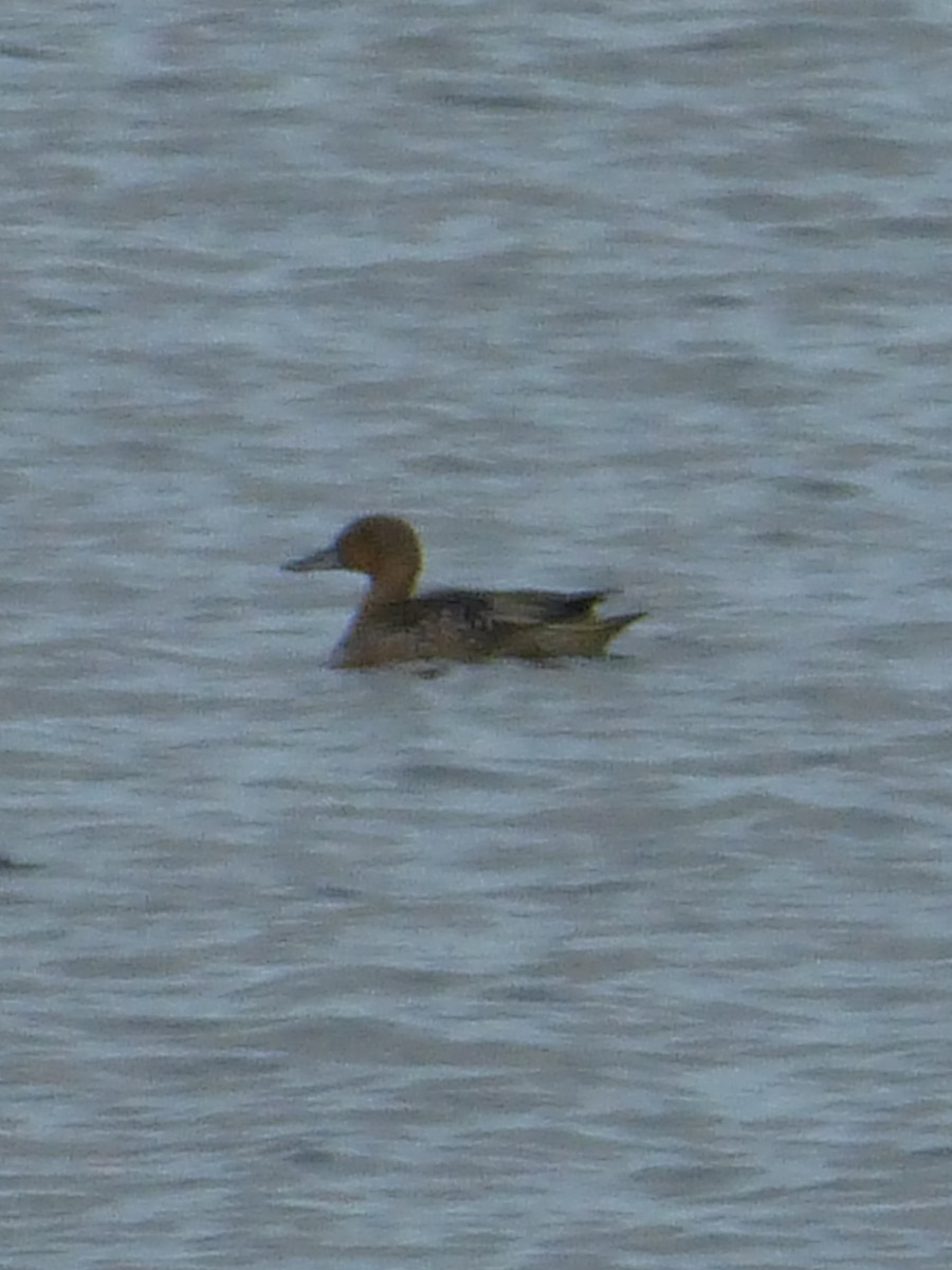 Northern Pintail - Clive & Sheila Williamson