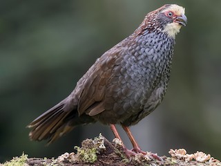  - Buffy-crowned Wood-Partridge