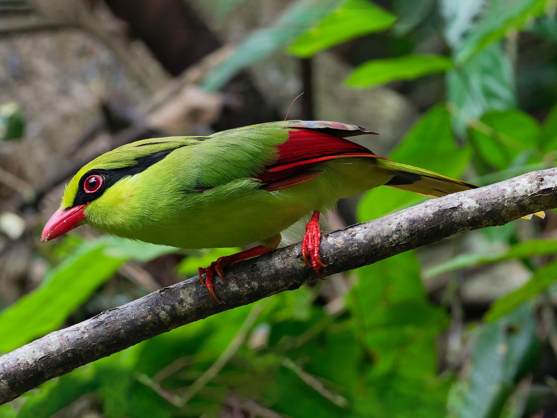 Indochinese Green-Magpie - eBird