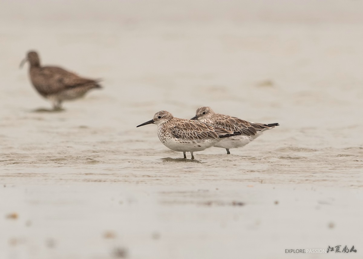 Great Knot - ML178514741