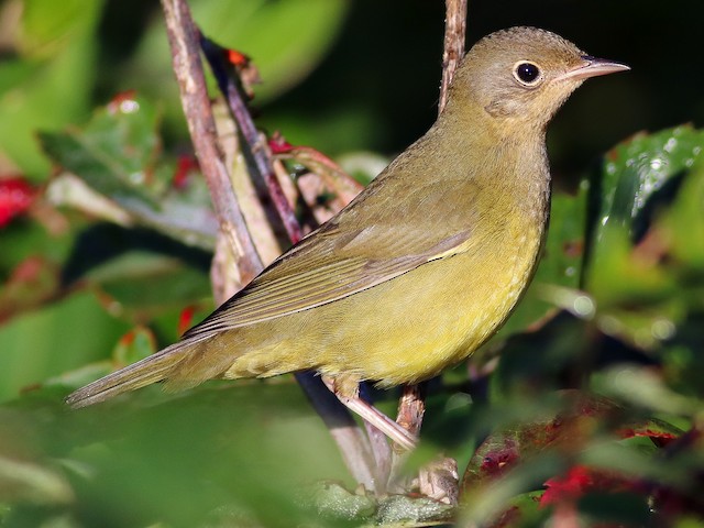 Immature - Connecticut Warbler - 