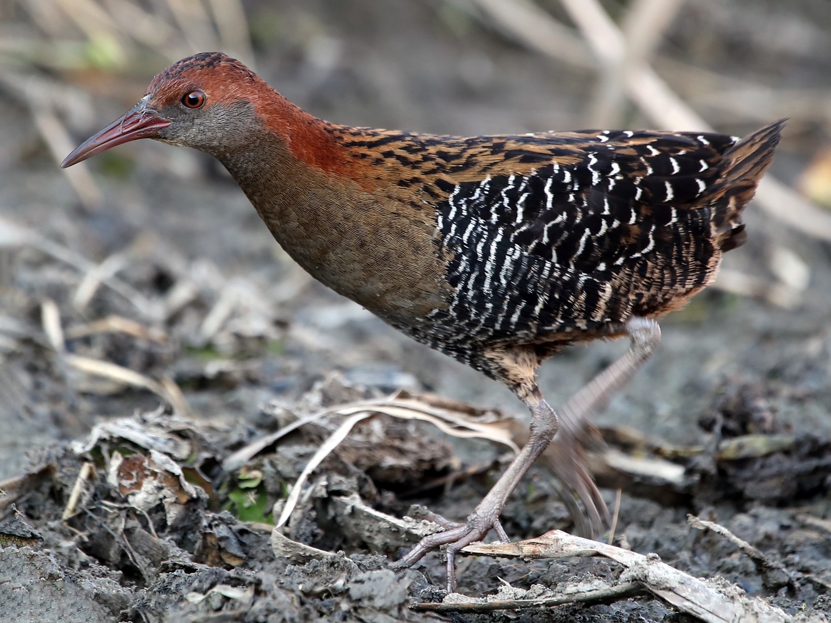 Lewin's Rail - Todd Burrows