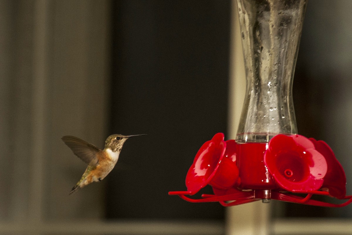 Rufous Hummingbird - Mark Plessner