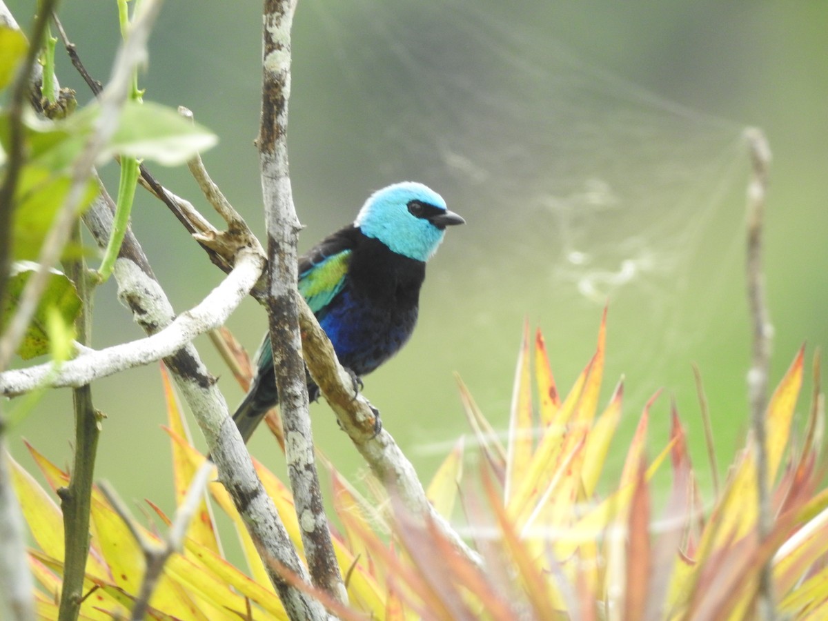 Blue-necked Tanager - ML178517251