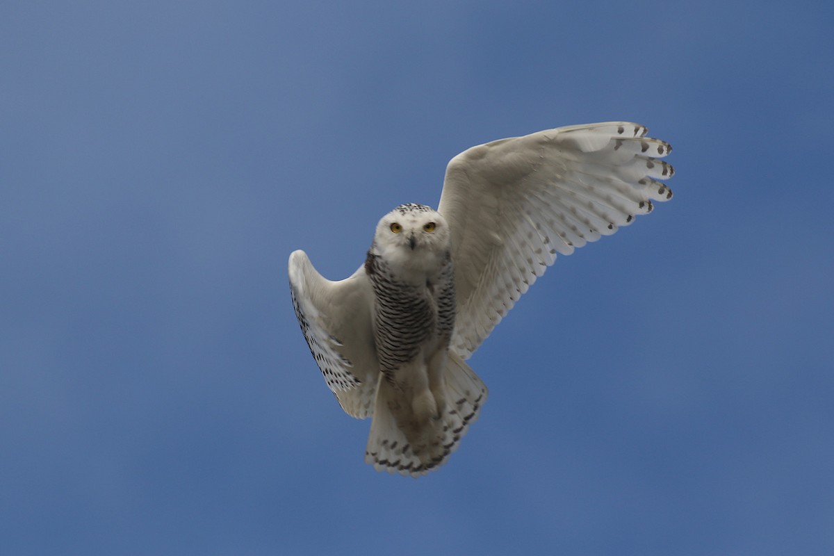 Snowy Owl - ML178518101