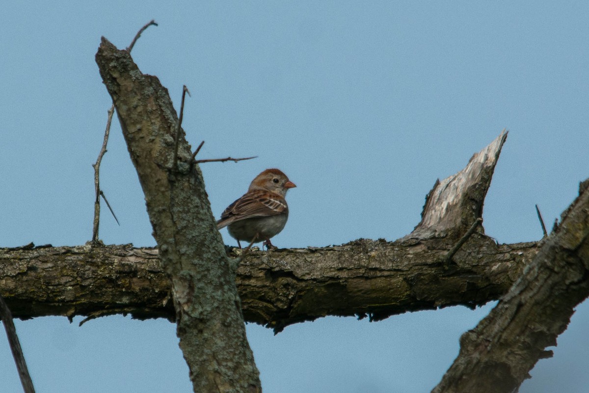 Field Sparrow - Joshua Little