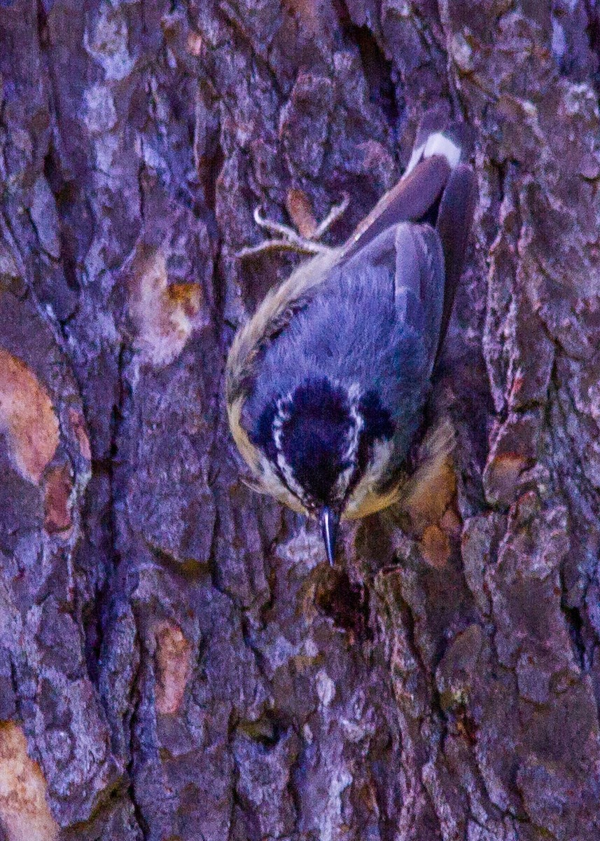 Red-breasted Nuthatch - ML178520881