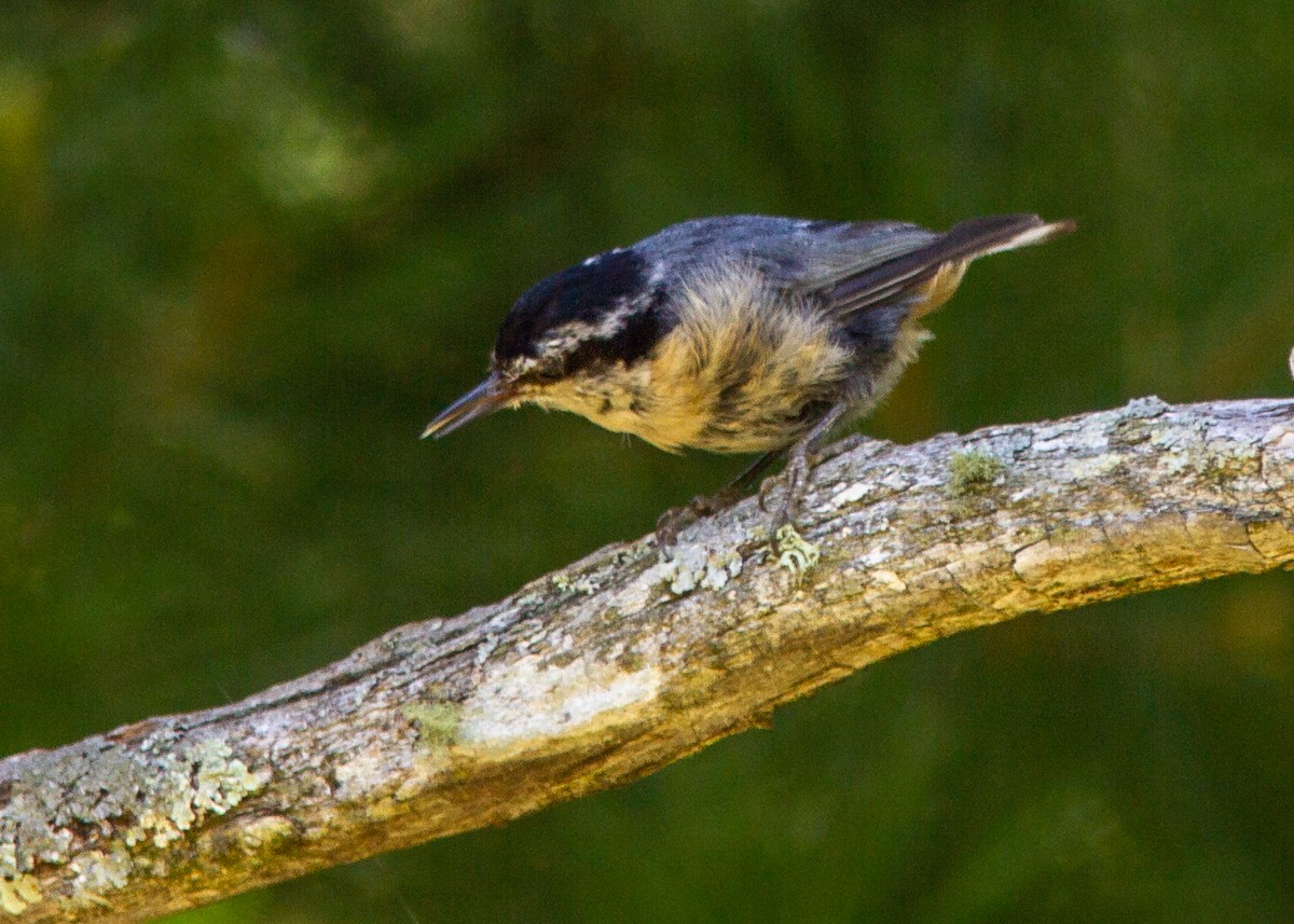 Red-breasted Nuthatch - ML178520891