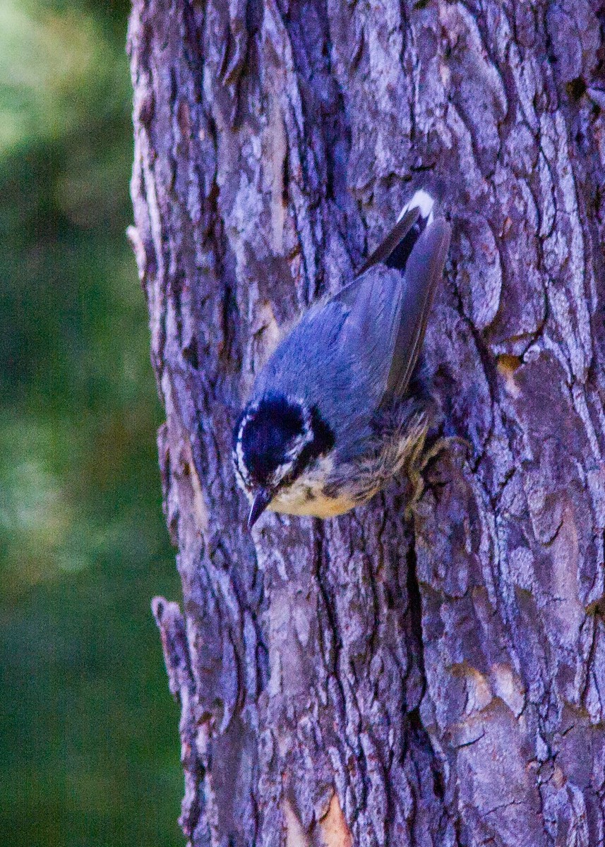 Red-breasted Nuthatch - ML178520911