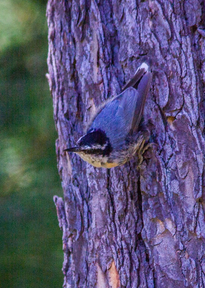 Red-breasted Nuthatch - ML178520931