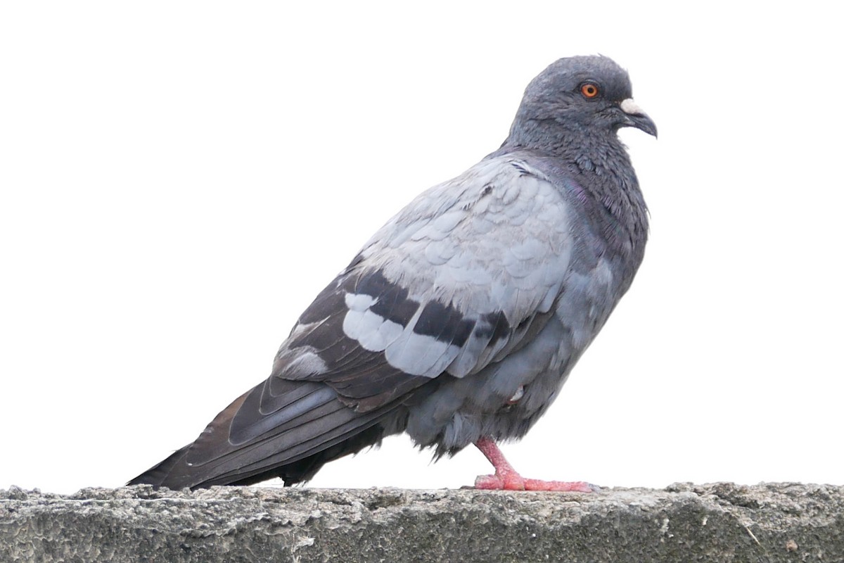 Rock Pigeon (Feral Pigeon) - Sandeep Biswas