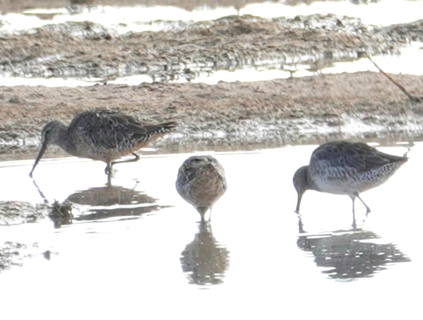 Long-billed Dowitcher - ML178524031
