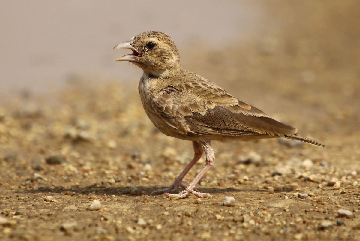 Ashy-crowned Sparrow-Lark - ML178524521