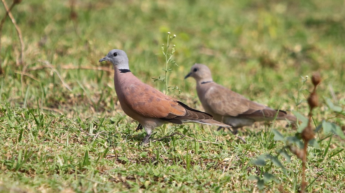 Red Collared-Dove - ML178524911