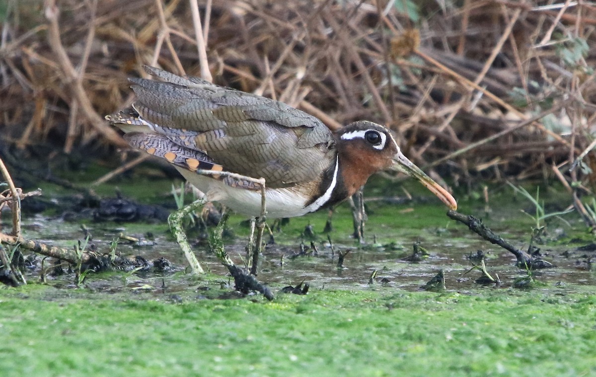 Greater Painted-Snipe - ML178525591