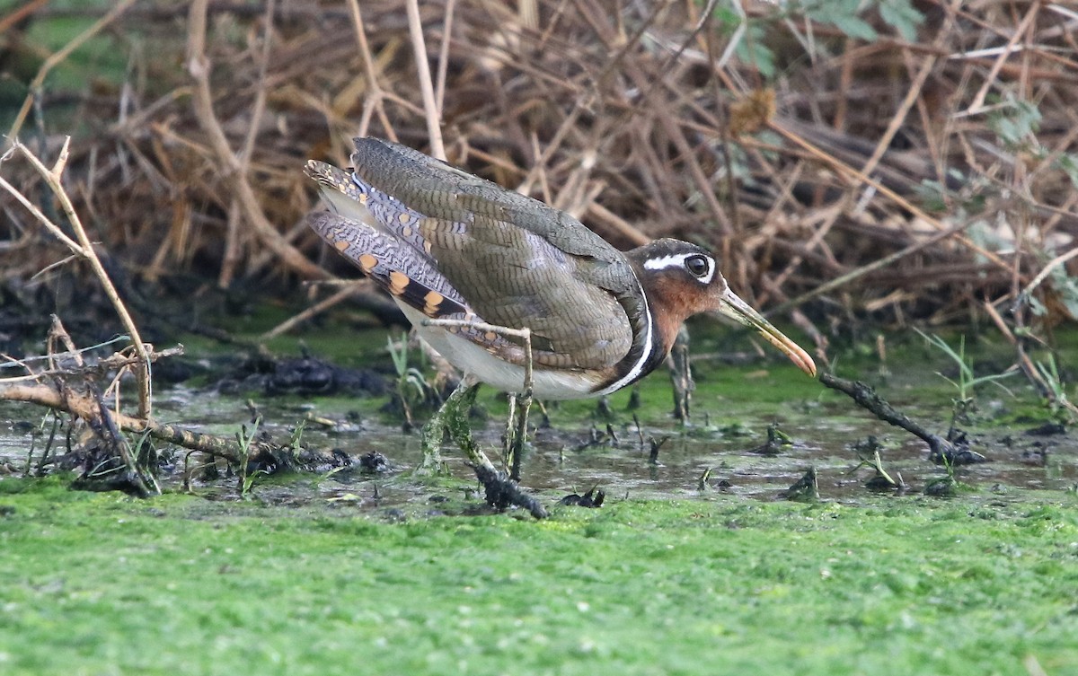 Greater Painted-Snipe - ML178525921
