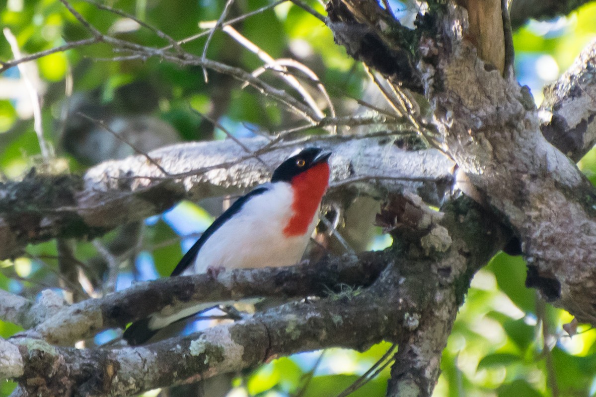 Cherry-throated Tanager - ML178530011