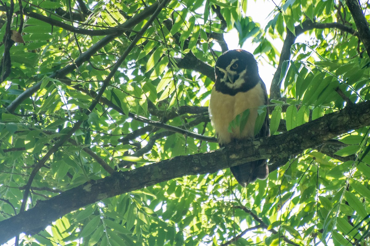 Spectacled Owl - ML178531031
