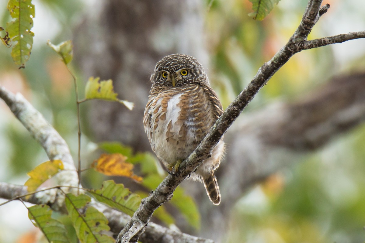 Collared Owlet - ML178531721