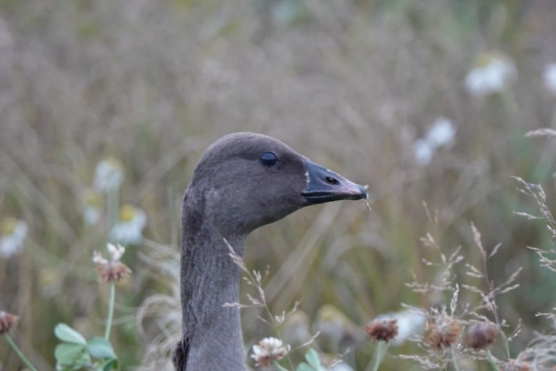 Pink-footed Goose - ML178533721