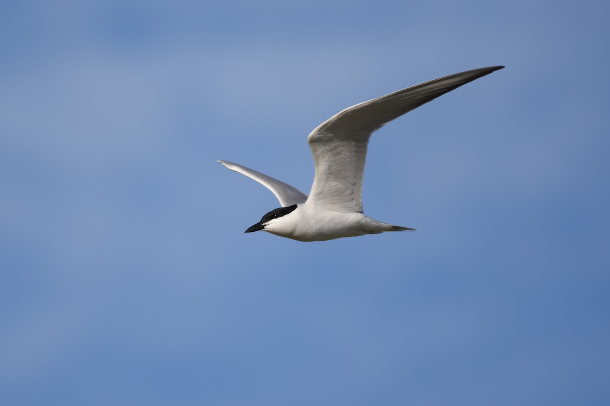 Gull-billed Tern - ML178535751