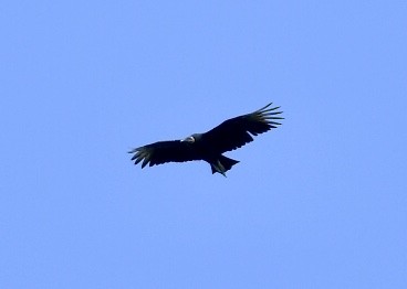 Black Vulture - Joe Wujcik