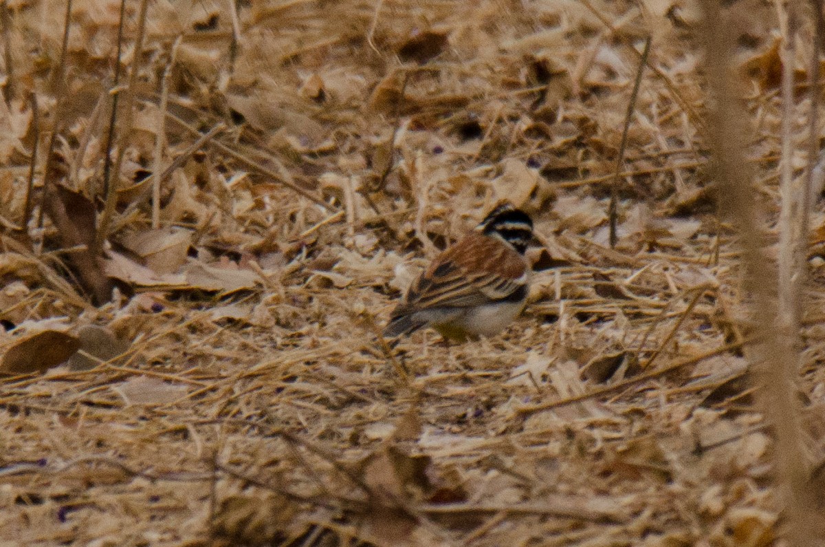 Golden-breasted Bunting - ML178536271