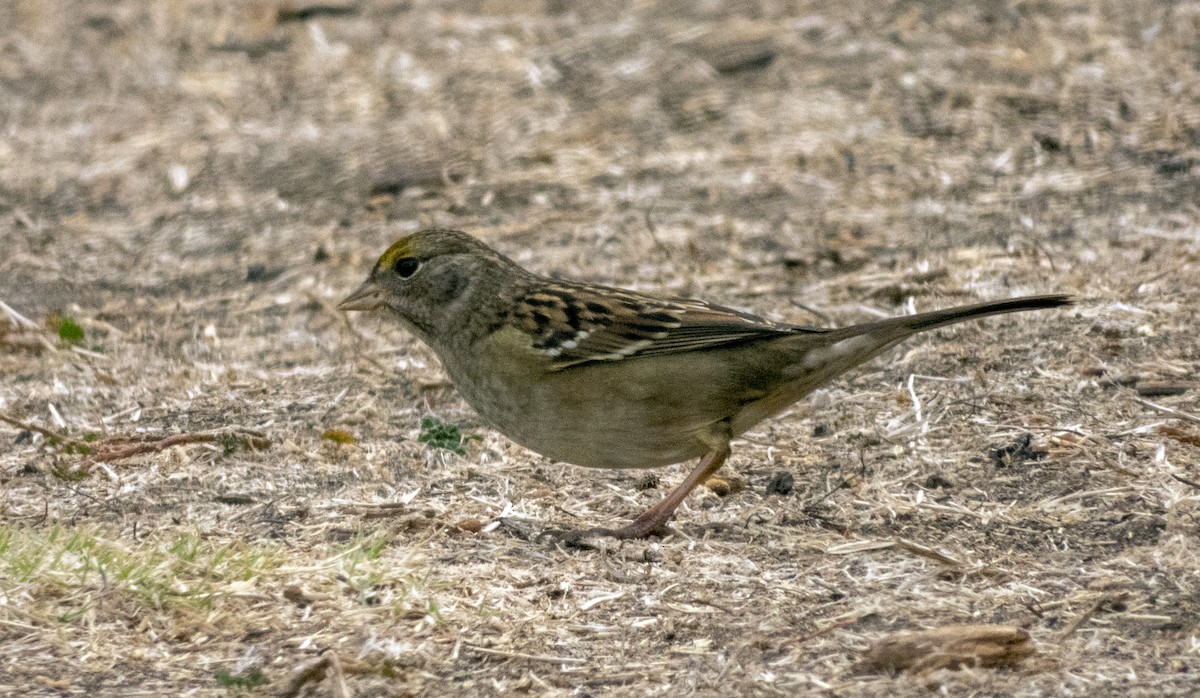 Golden-crowned Sparrow - Norman Pillsbury