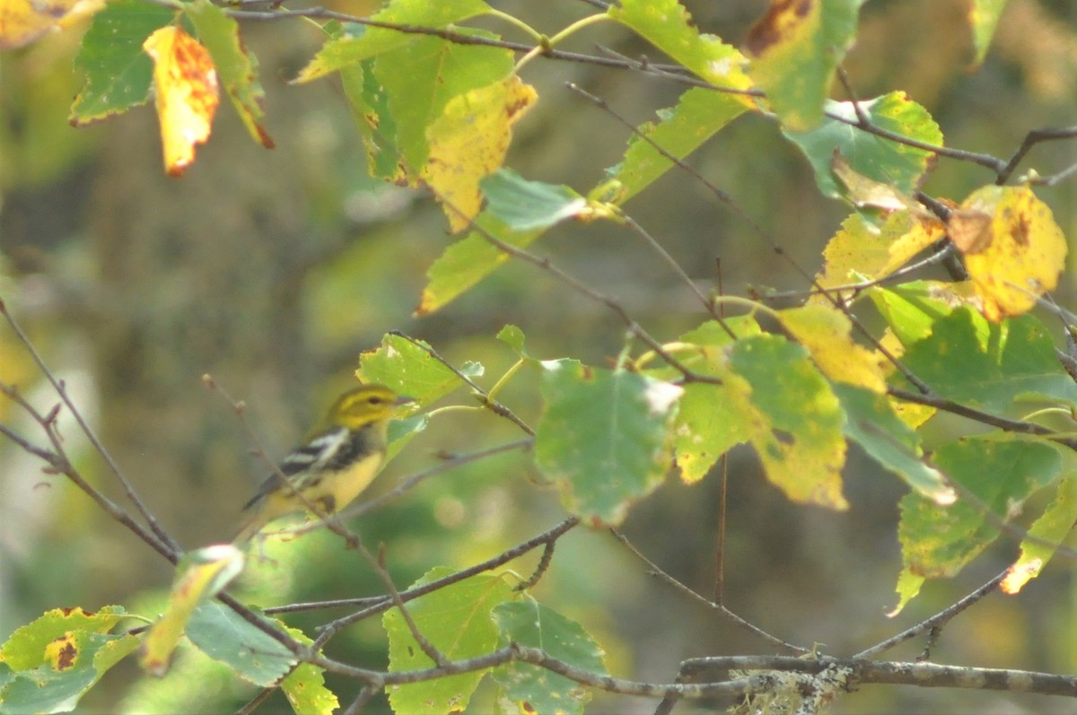 Black-throated Green Warbler - Steve Kinsley