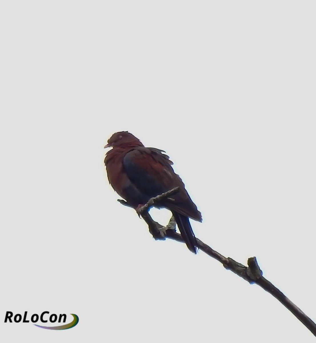 Red-billed Pigeon - Rodolfo Lopez Conde