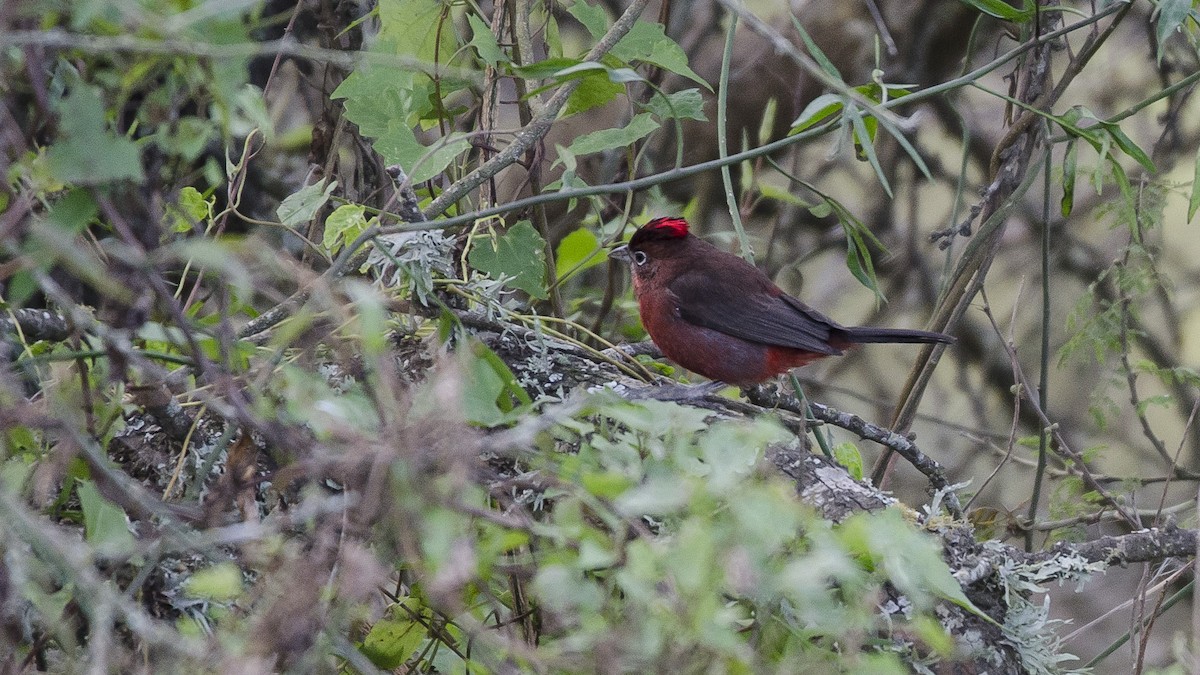Red-crested Finch - ML178550281