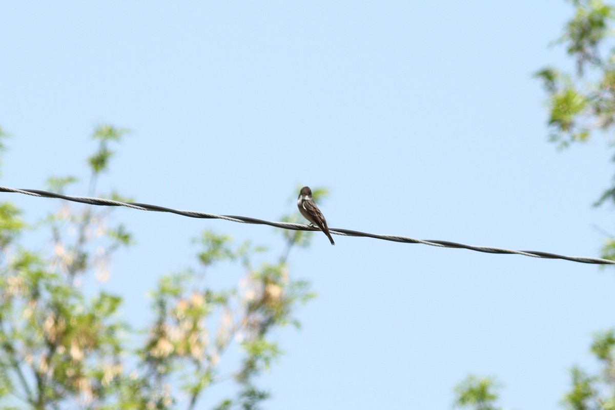 Olive-sided Flycatcher - Liam Waters