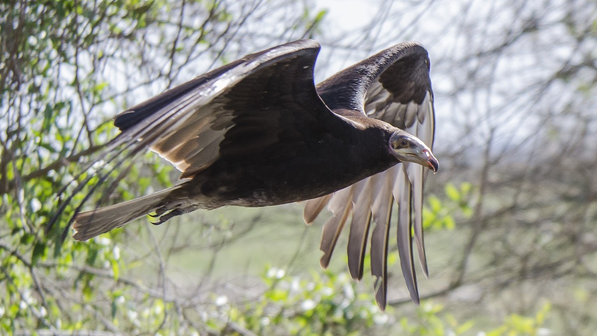 Lesser Yellow-headed Vulture - Ignacio Zapata