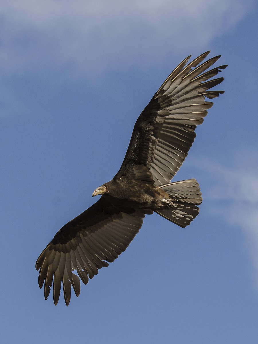 Lesser Yellow-headed Vulture - ML178553741