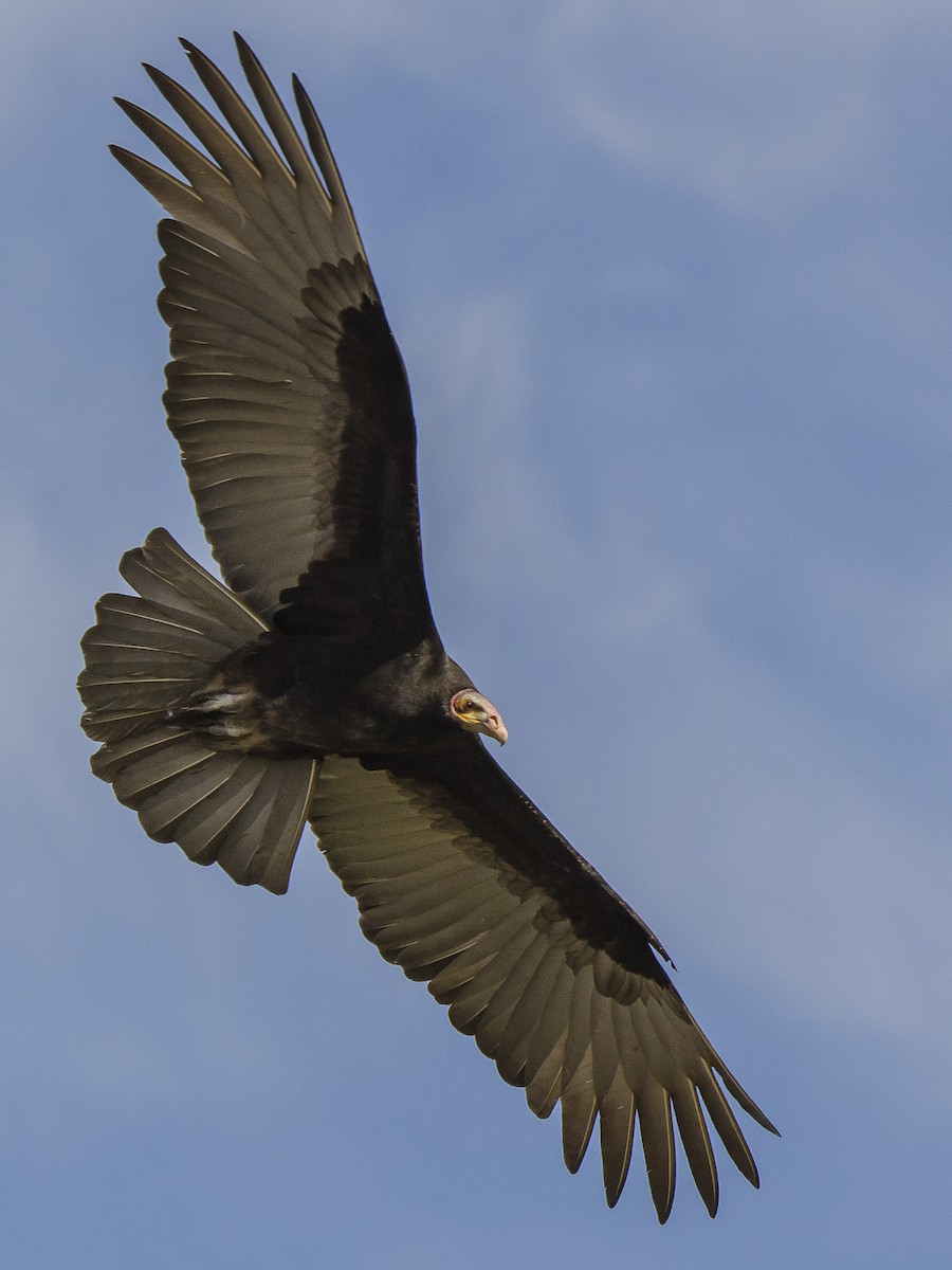 Lesser Yellow-headed Vulture - ML178553751