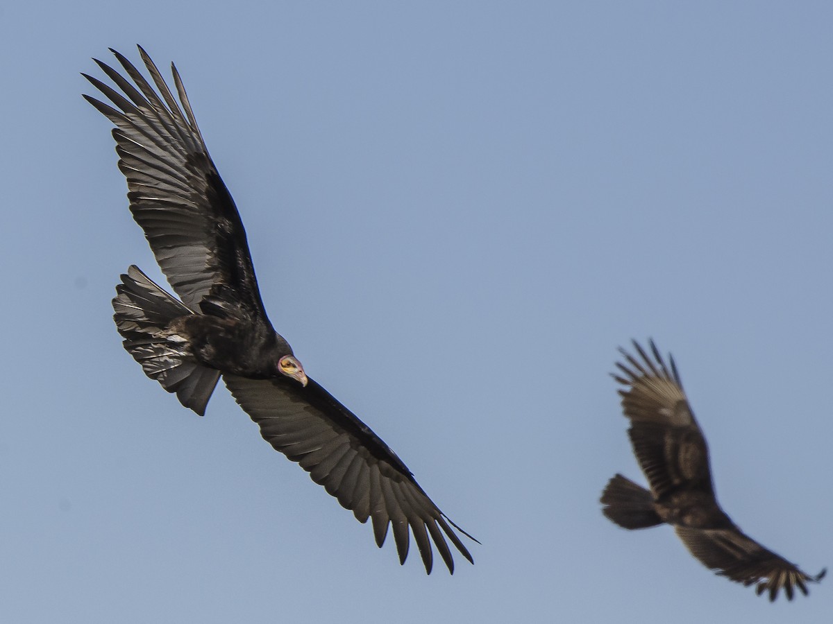Lesser Yellow-headed Vulture - ML178553771