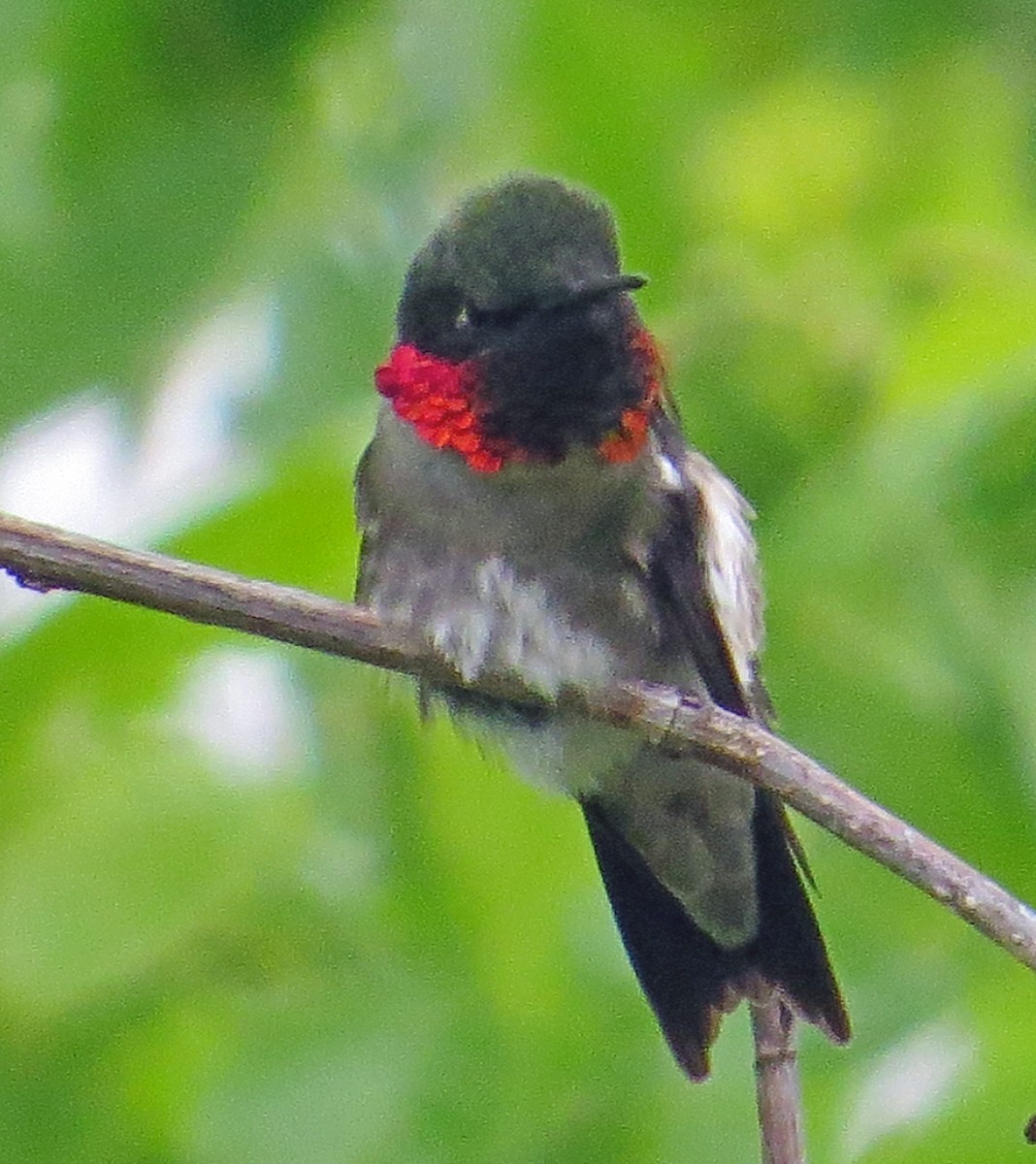 Ruby-throated Hummingbird - ML178561061