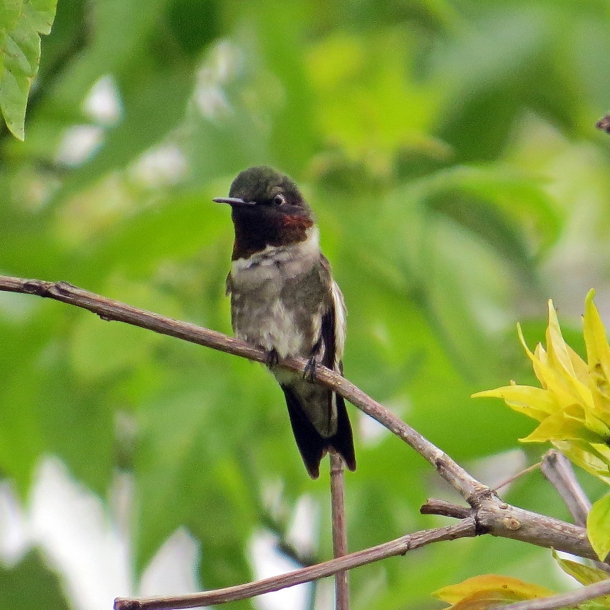 Ruby-throated Hummingbird - Simon Hitchen