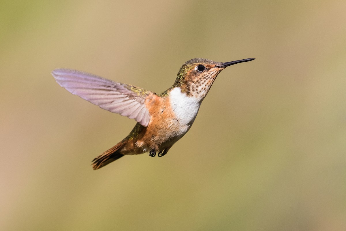 Scintillant Hummingbird - Stefan Hirsch