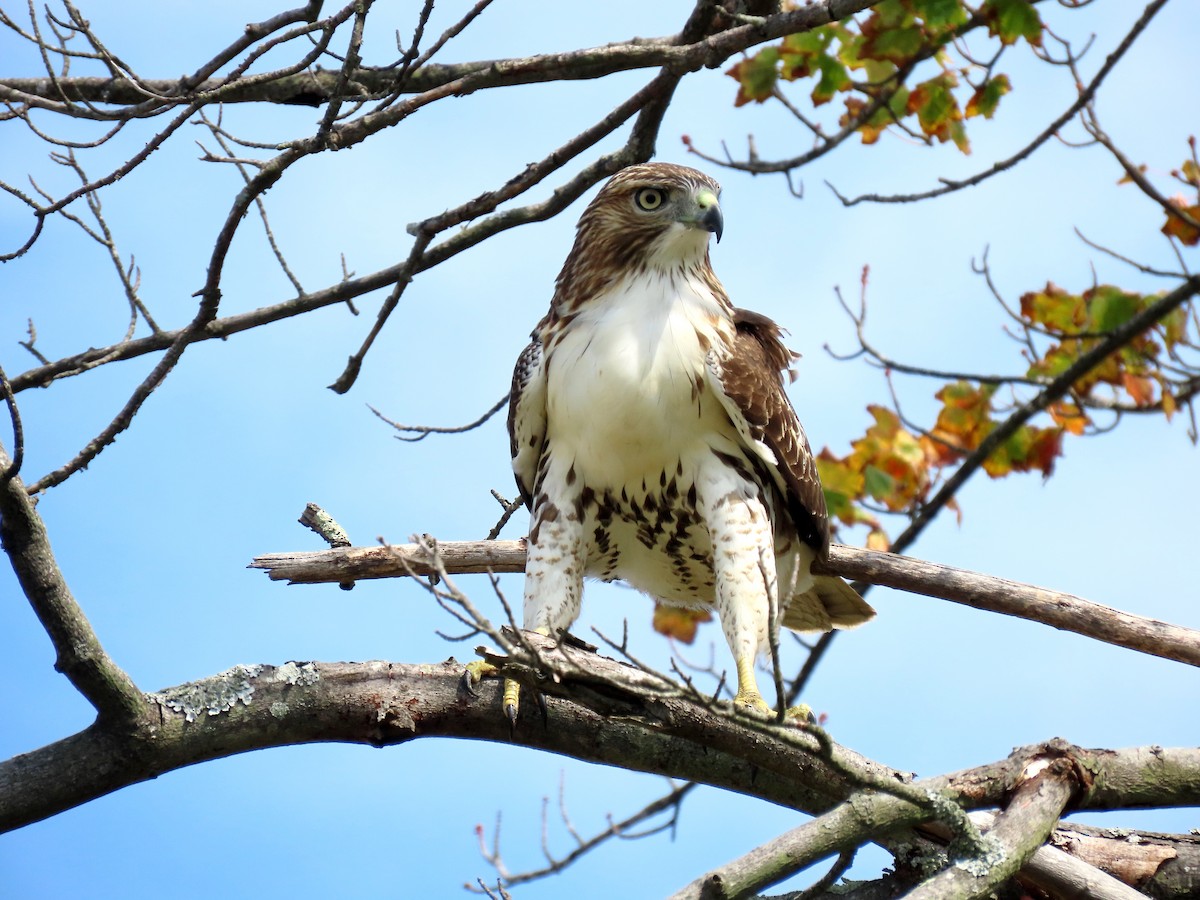 Red-tailed Hawk - ML178566091