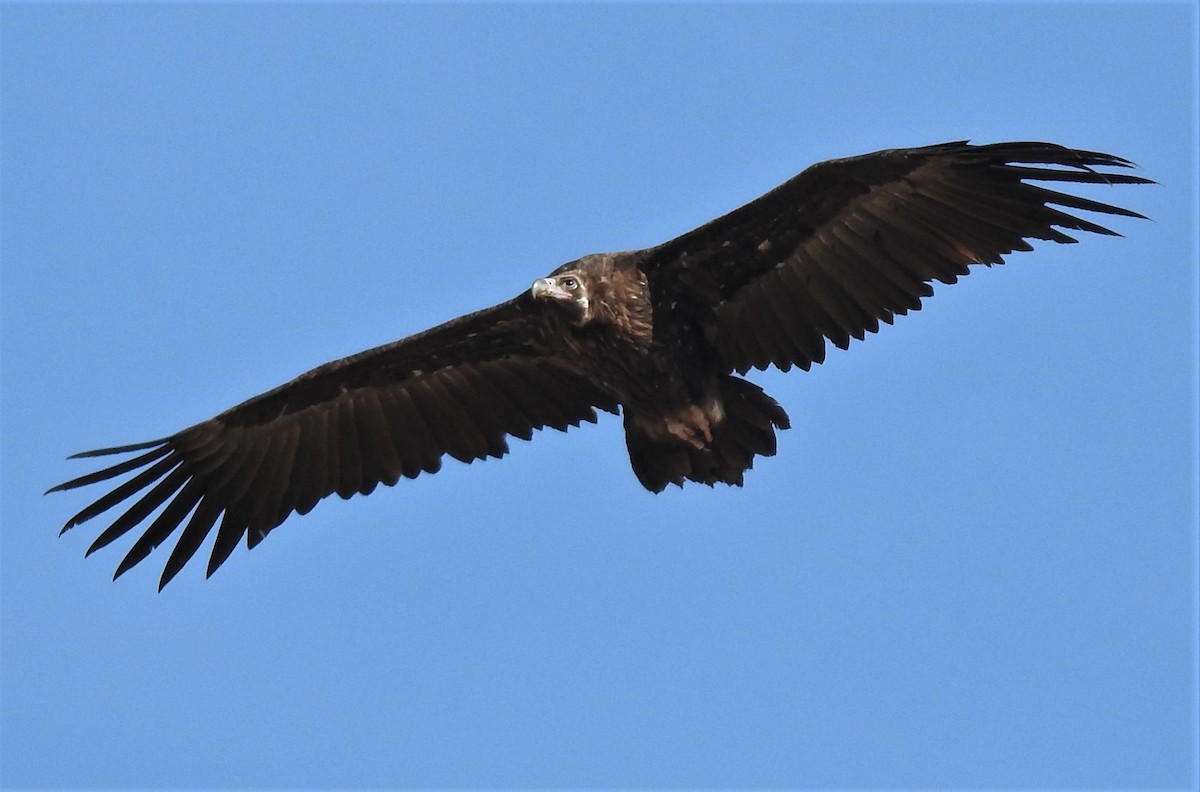 Cinereous Vulture - ML178566141